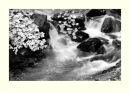 Aira Force