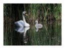 Swan with cygnet