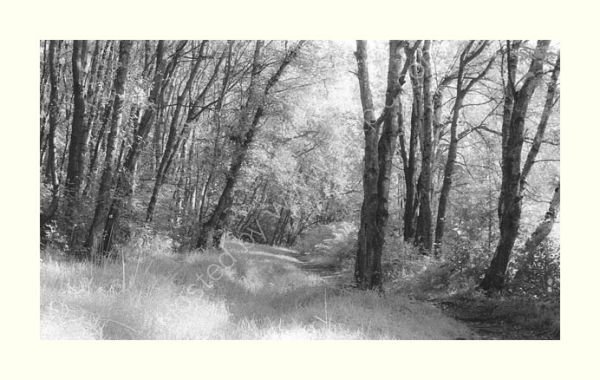Garbutt Wood