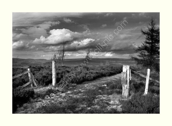 On Rievaulx Moor