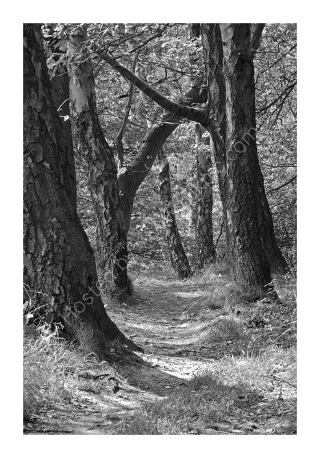 Woodland path by Lake Gormire
