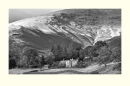 Rowan's Ground, Grasmere