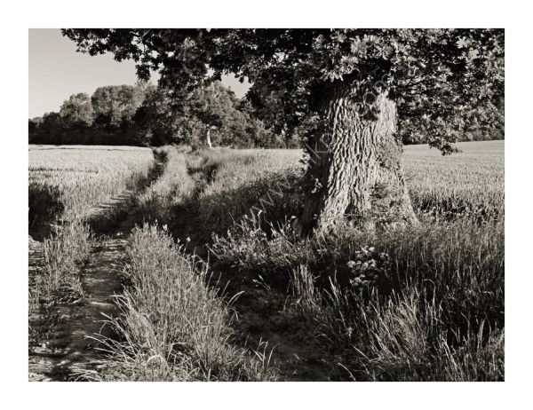Path to Thirkleby