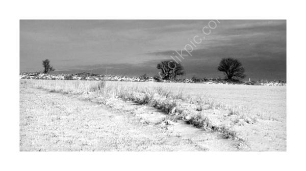 Treeline in the snow