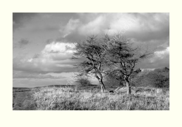Windswept trees on the top os Sutton Bank