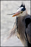Mind the Bird Competition