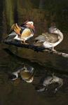 Richmond and Twickenham Photographic Society