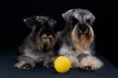 Pet Portrait