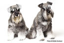 PET PORTRAIT