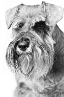 PET PORTRAIT