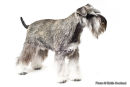 PET PORTRAIT