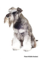 PET PORTRAIT