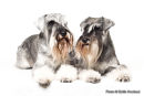 PET PORTRAIT