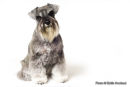 PET PORTRAIT