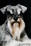 PET PORTRAIT