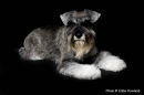PET PORTRAIT