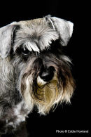PET PORTRAIT