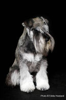 PET PORTRAIT
