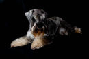 PET PORTRAIT