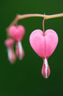 RHS Photographic Competition