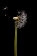 Dandilion Clock II