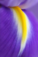 Iris detail II...