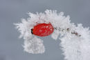 Frosty Berry...