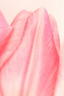 Tulip petals...
