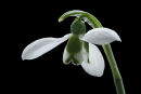 Snowdrop...