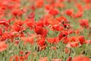 Poppies...