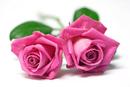Pink Rose