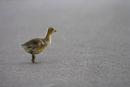 Gosling....