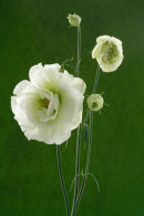 Lisianthus...