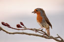 Robin I.....