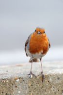 Robin III.....