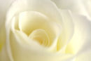 Creamy Rose...