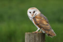 Barn Owl...