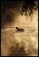 Misty Coot...