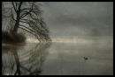Grebe on Lake...