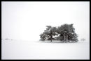 Snow Scene...