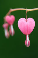 Bleeding Heart....
