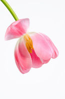 Open Tulip....