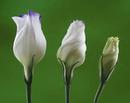 Lisianthus
