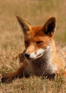 Fox..