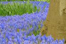 River of Blue