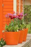 Orange pots