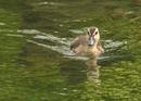 Duckling