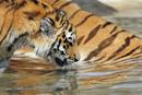 Cub drinking