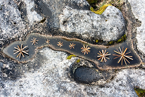 Bracken Stars