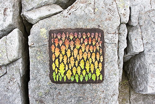 Oak Leaf Colour Square